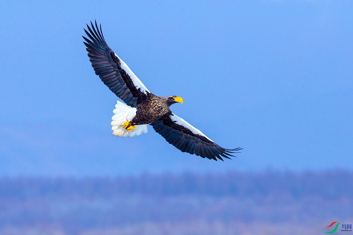 《鲲鹏展翅 志在千里》—— 虎头海雕