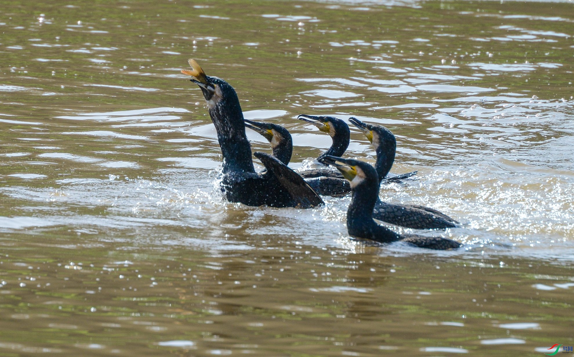 DSC_7296.jpg