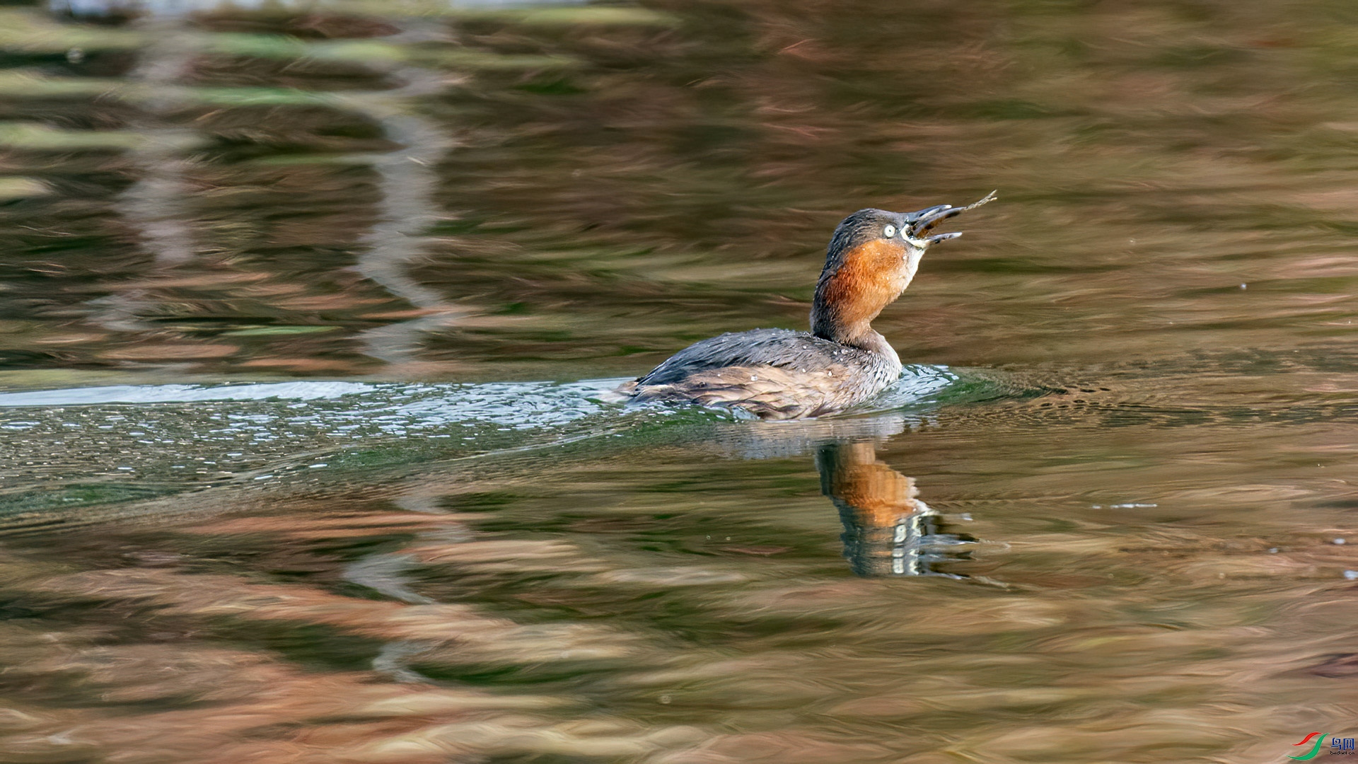 11.	��Ը�Գ�