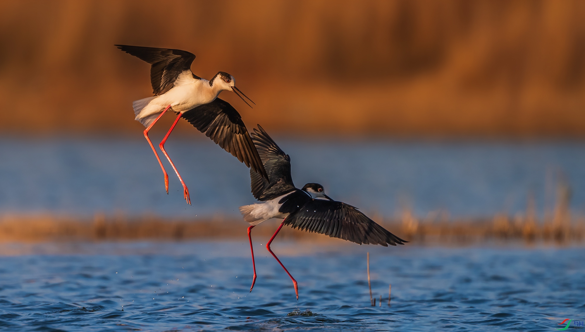 �ڳ᳤����