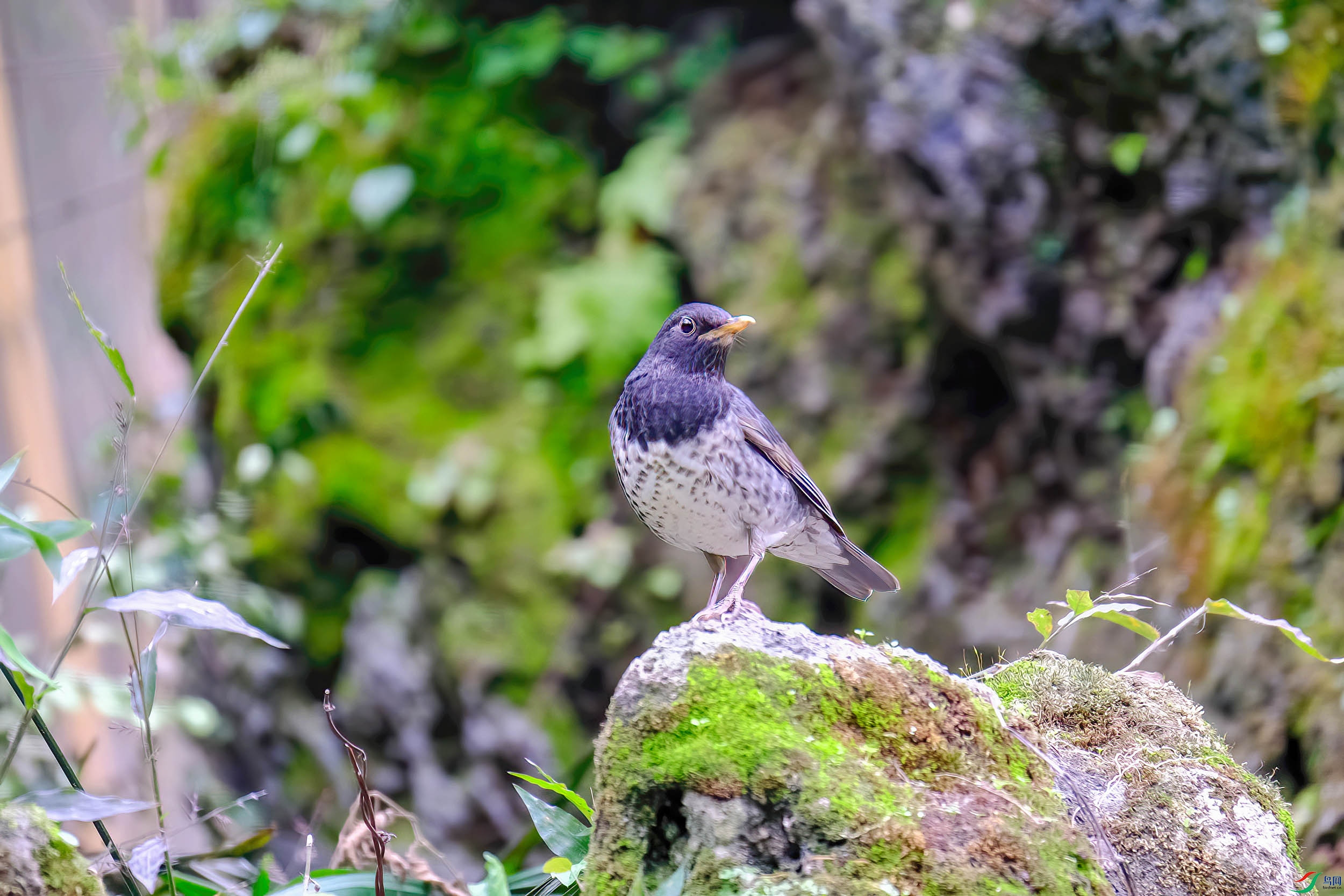 DSCF2188-2.jpg