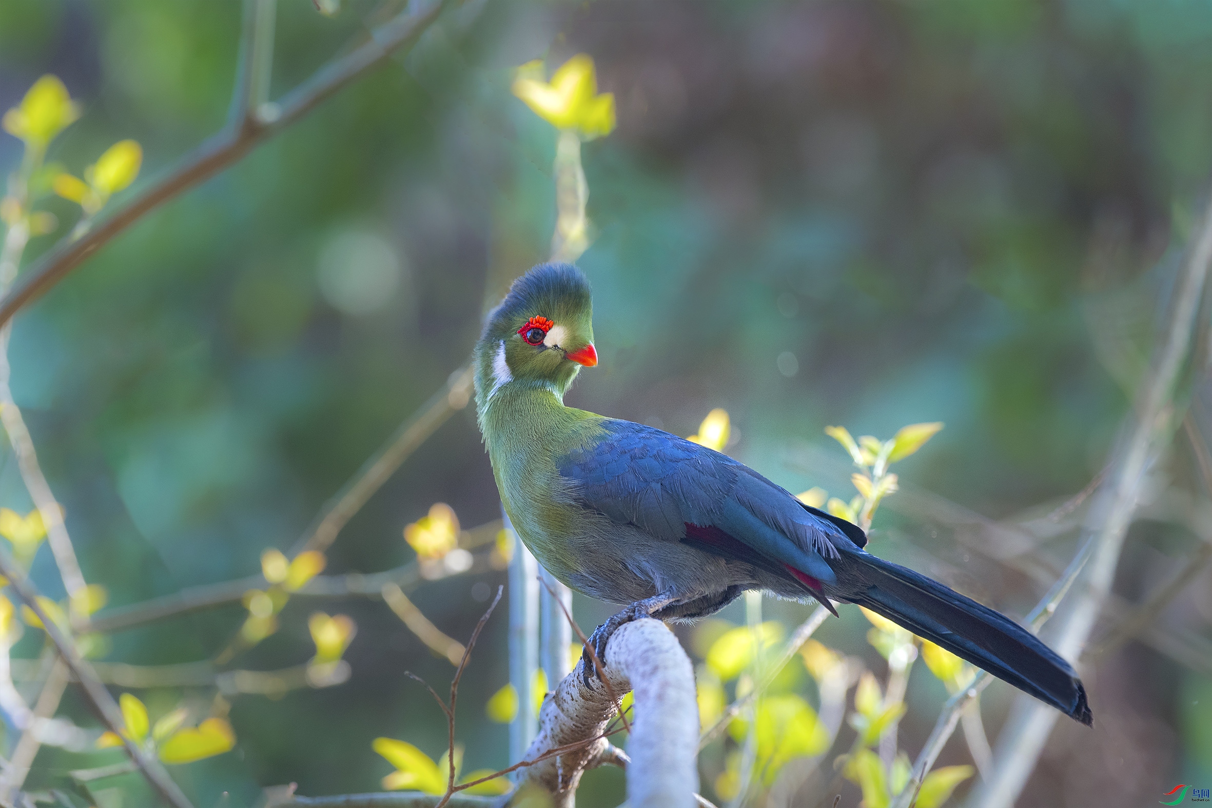 白颊蕉鹃祝贺佳作荣获首页精华