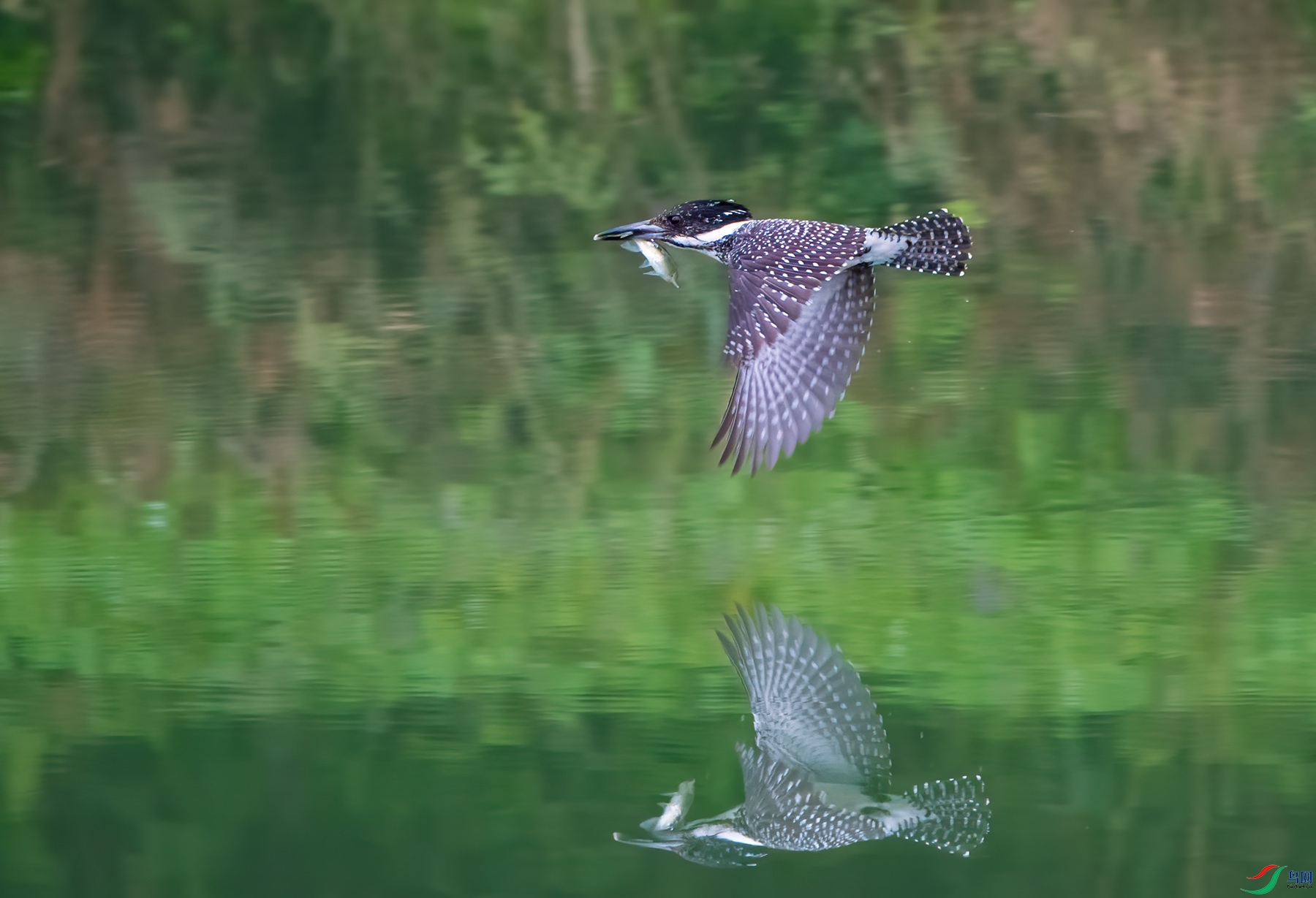DSC_7109ff.jpg