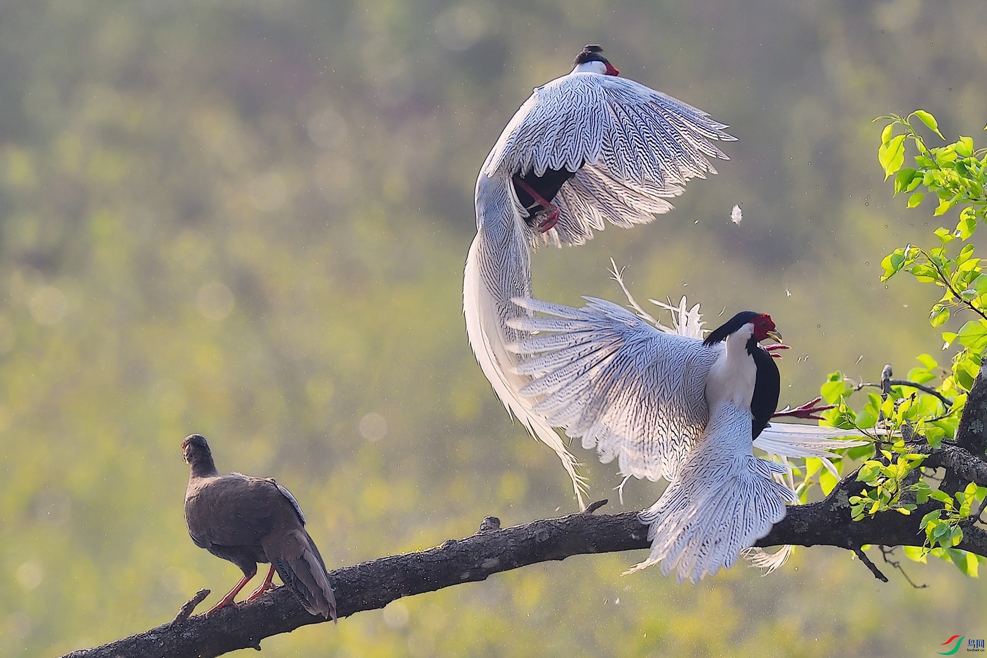 ��۶��𣨶���