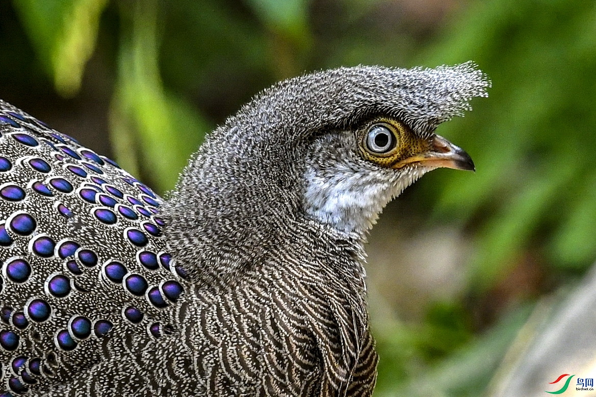 DSC_5217.jpg