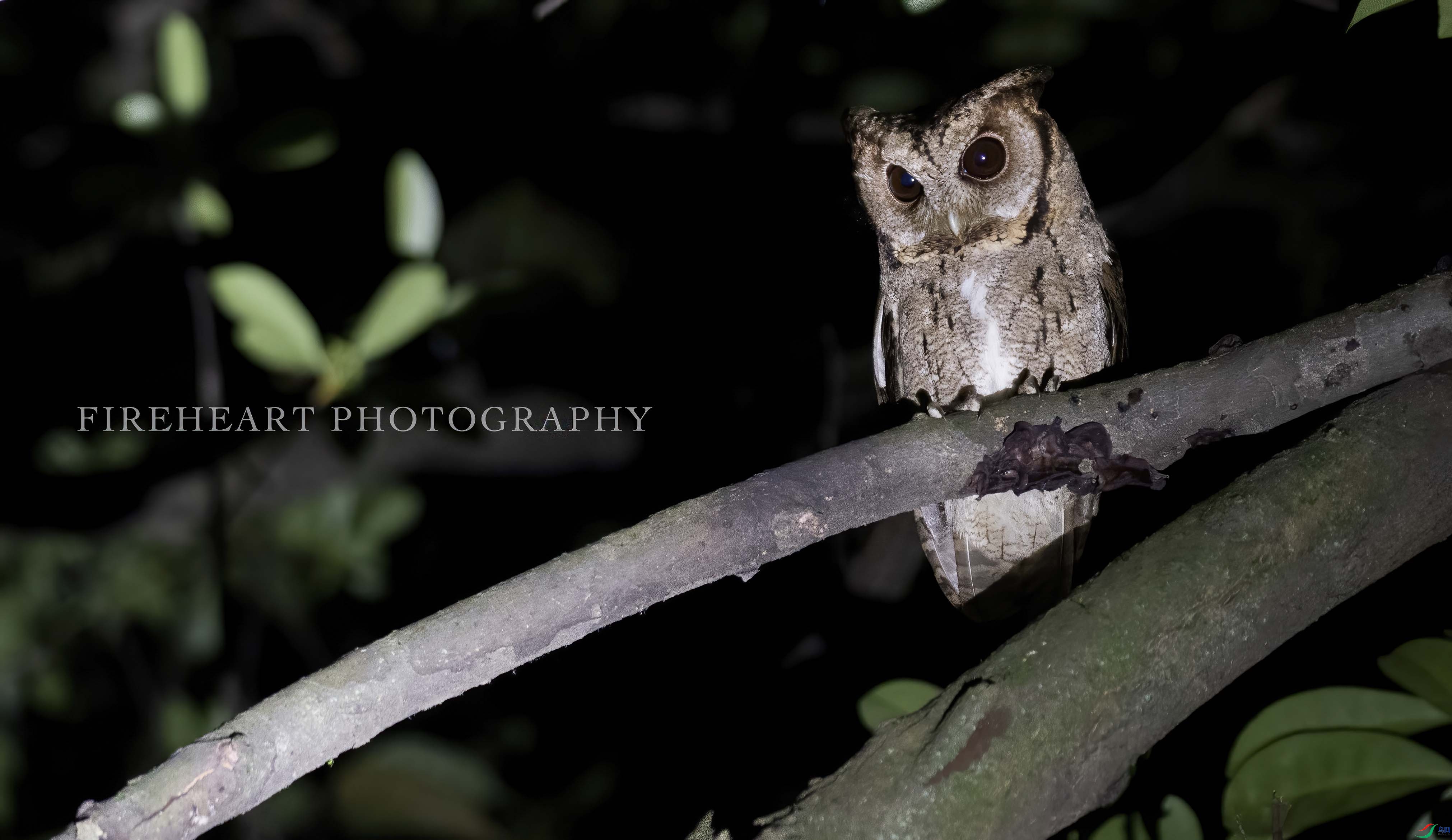 DSC_4626-DeNoiseAI-denoise.jpg