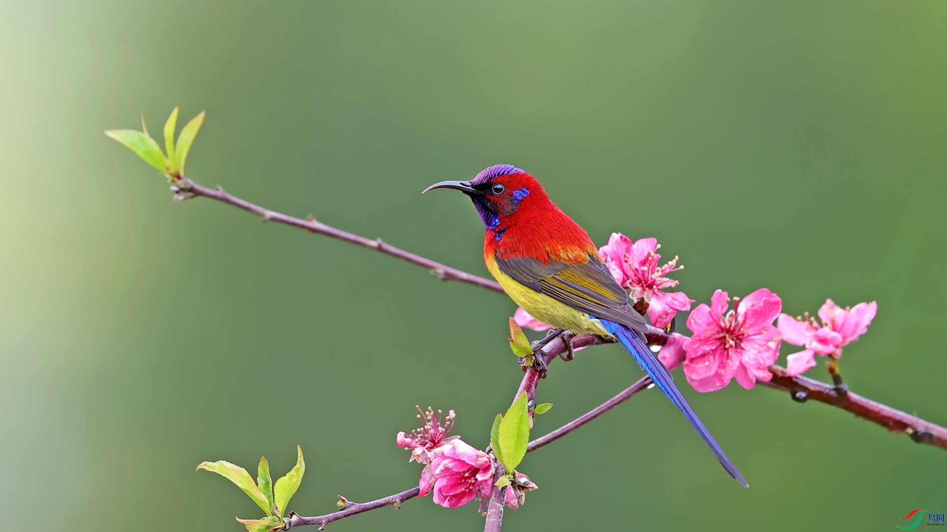 [林鸟] 蓝喉太阳鸟------今年(十一)花鸟图