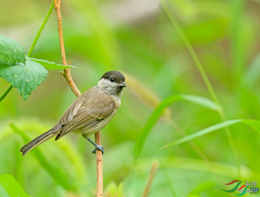 �����  ��ʦ������ɽ��ʡΫ���в�����.jpg