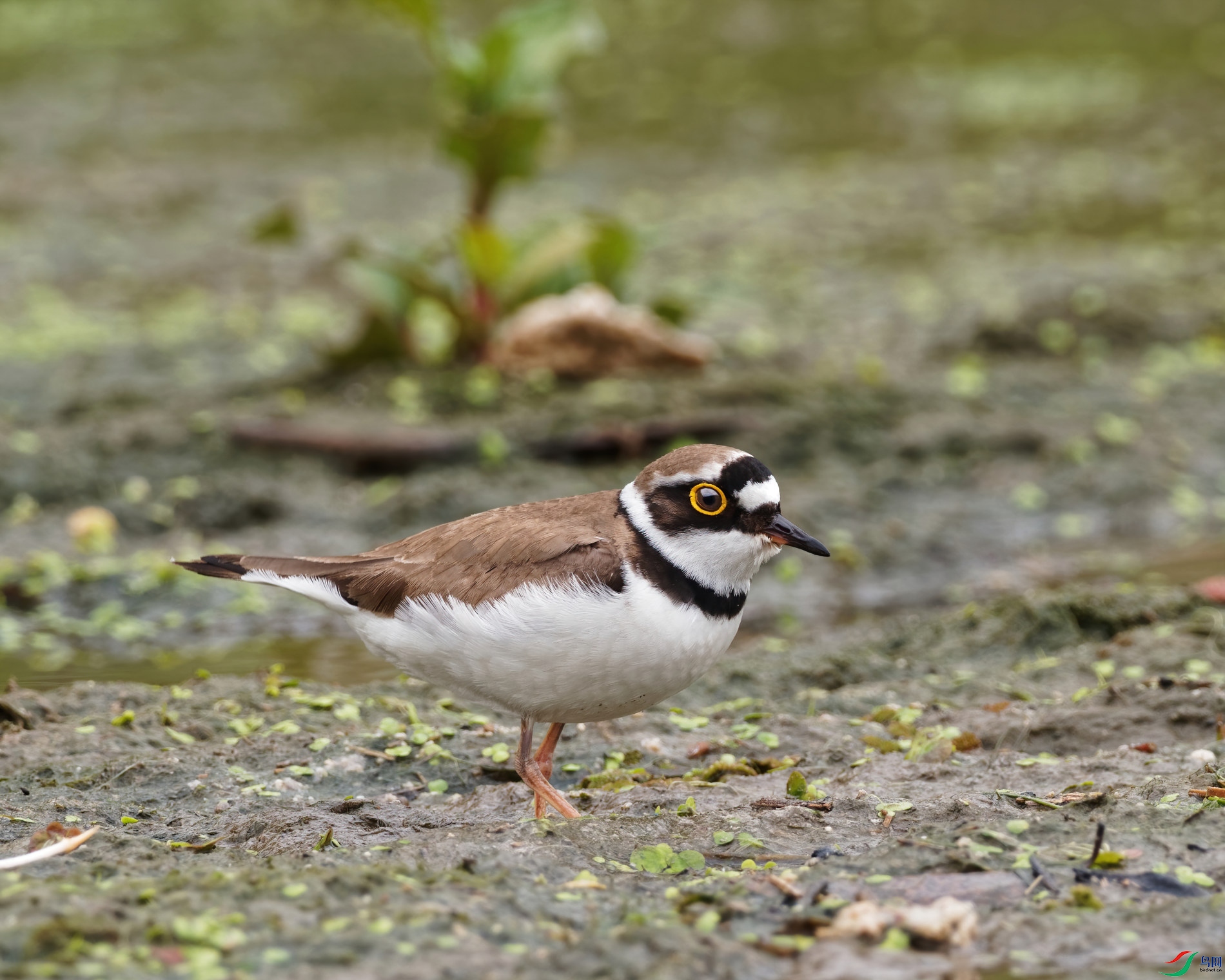 P3300566_DxO-d2.jpg
