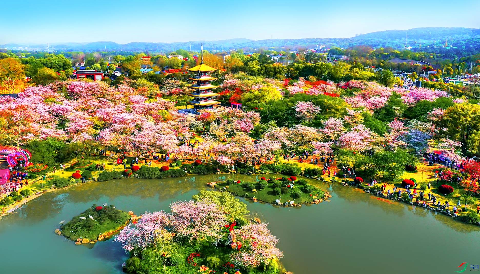 三月樱花