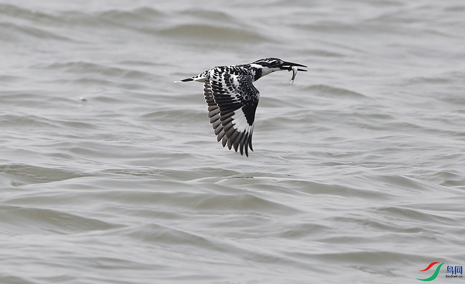 �������ֻ�㹷