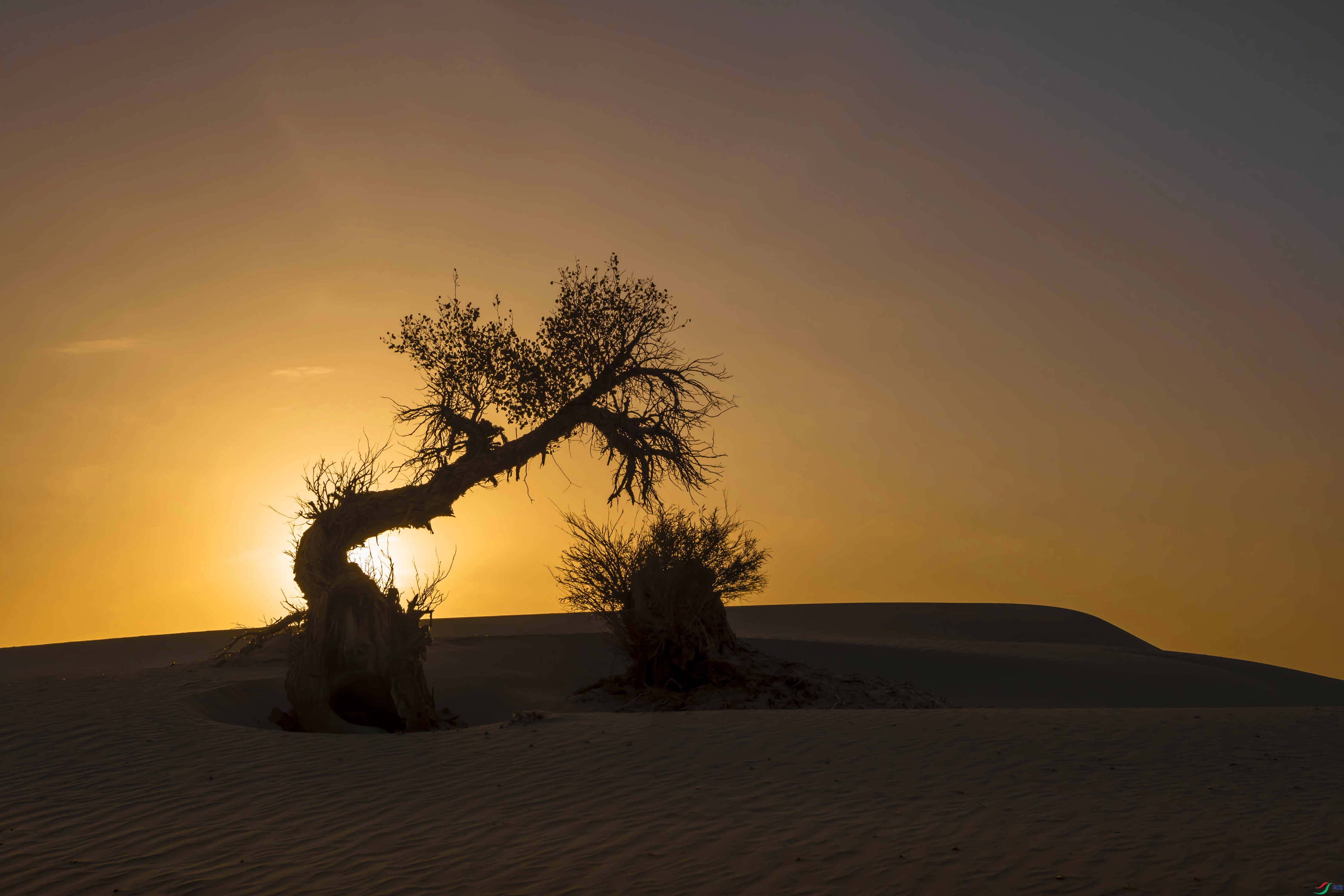 塔克拉玛干沙漠上日出照耀的胡杨