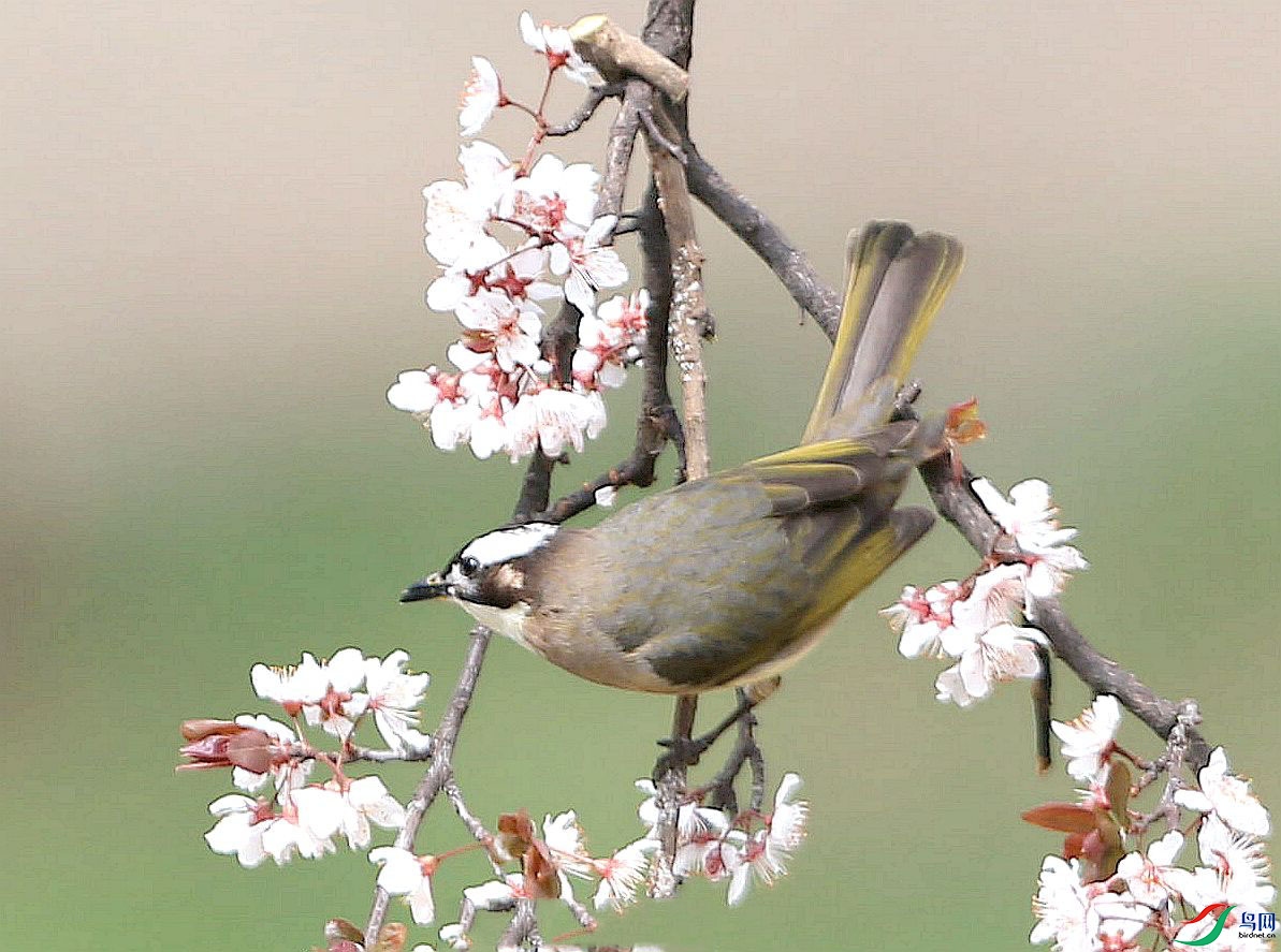 白头鸲 《梅花与鸟》