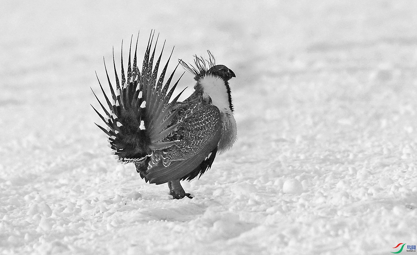 雪地艾草大松鸡