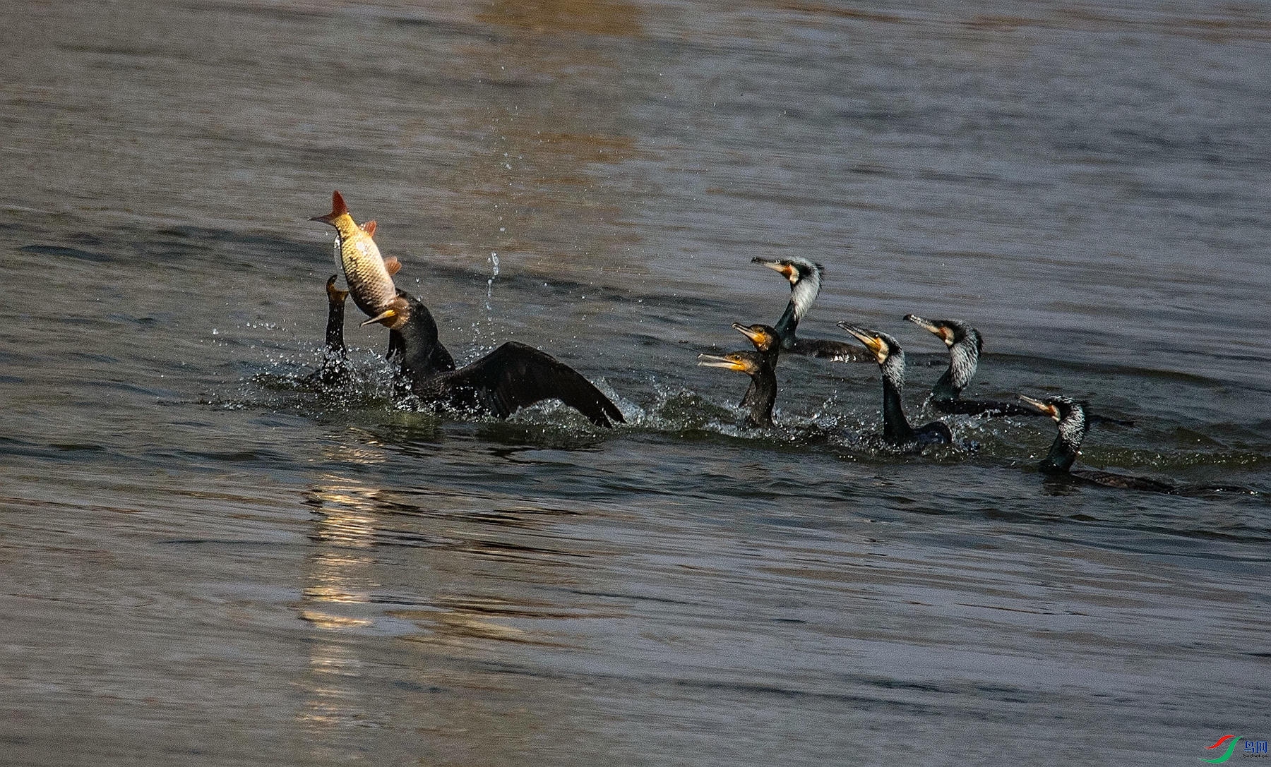 ��ӥ�ֽ�  1.jpg