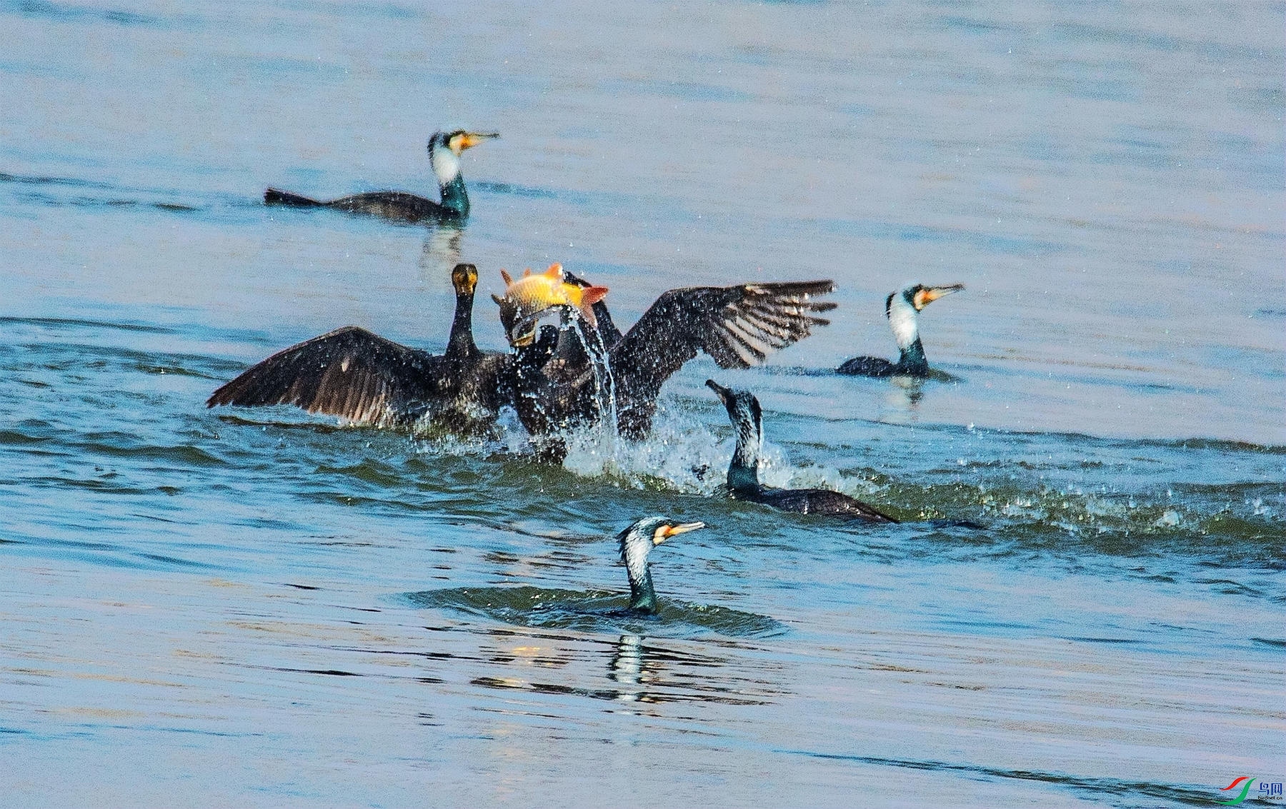 ��ӥ�ֽ� 2.jpg