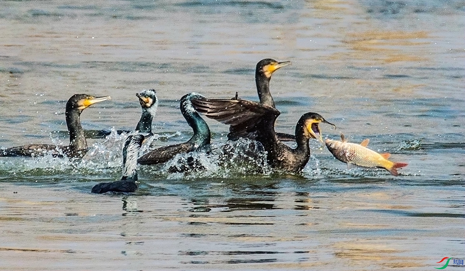 ��ӥ�ֽ�  5.jpg