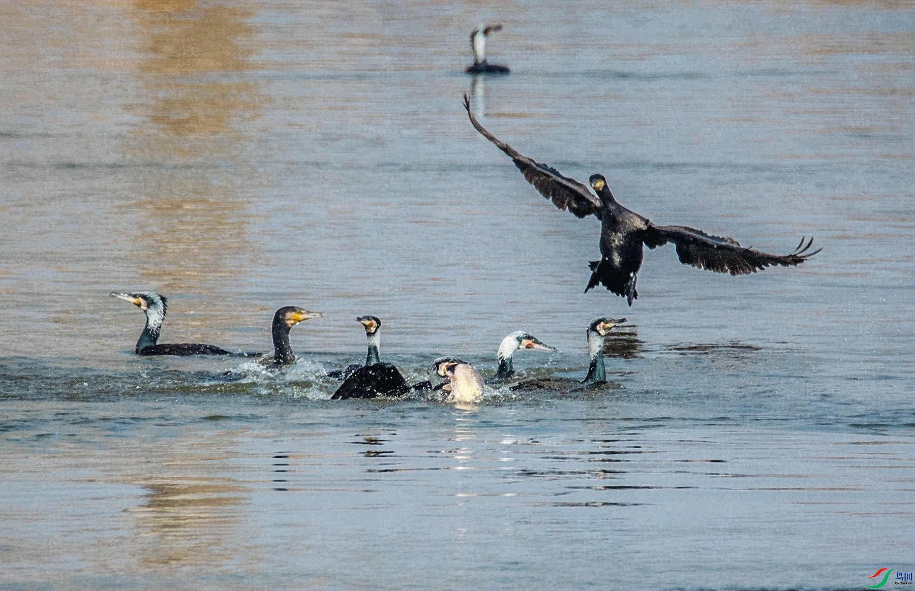 ��ӥ�ֽ�  4.jpg