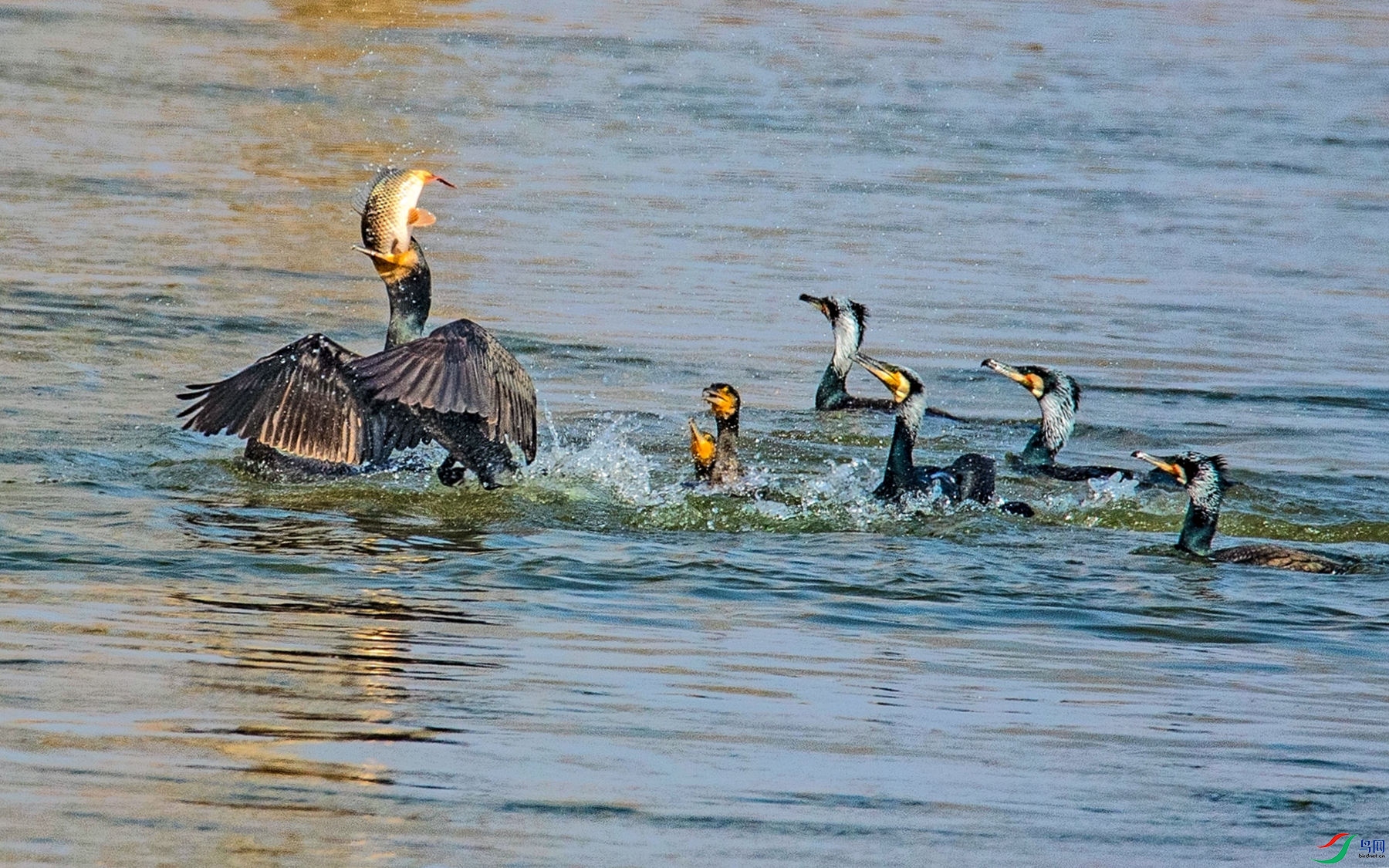 ��ӥ�ֽ� 3.jpg