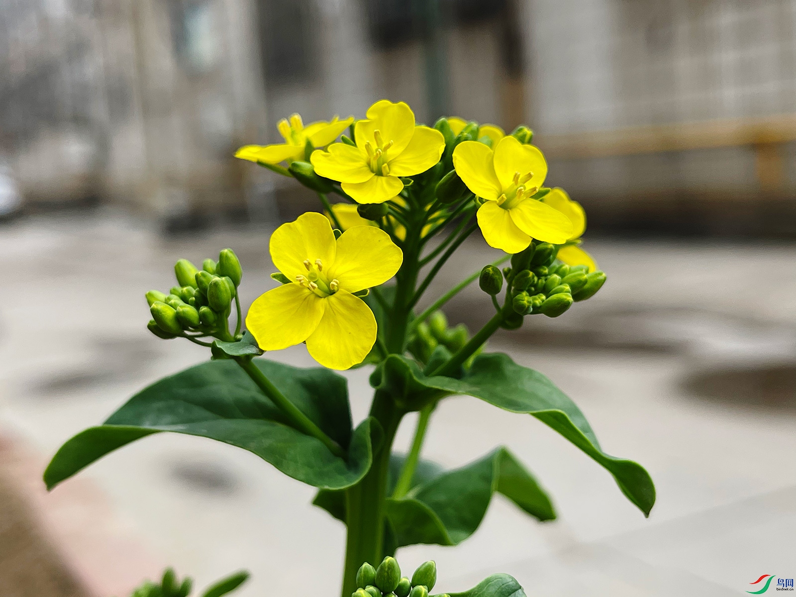 乌塌菜开花了手机拍摄