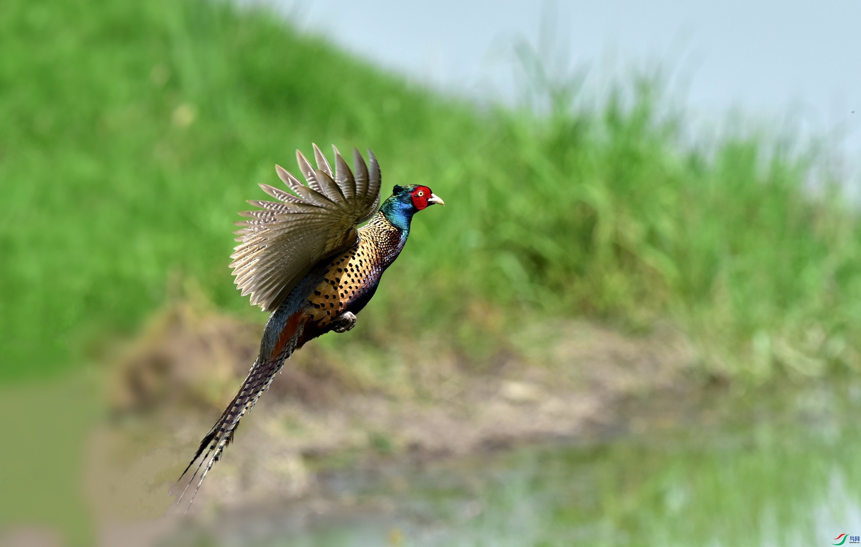 DSC_6420_conew3.jpg