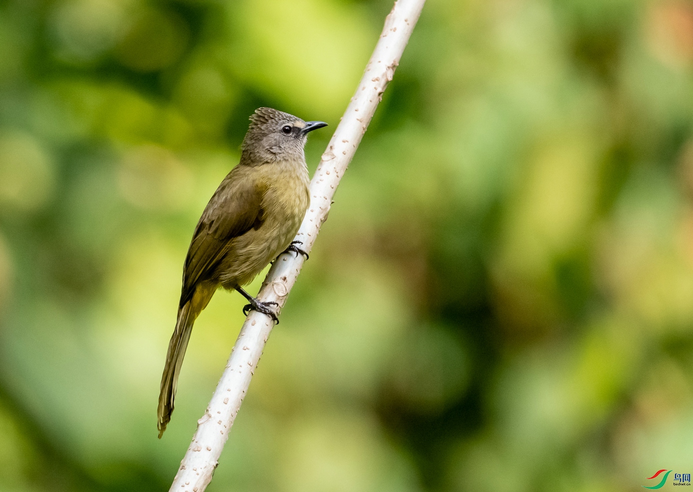抓拍活跃的《黄绿鹎》