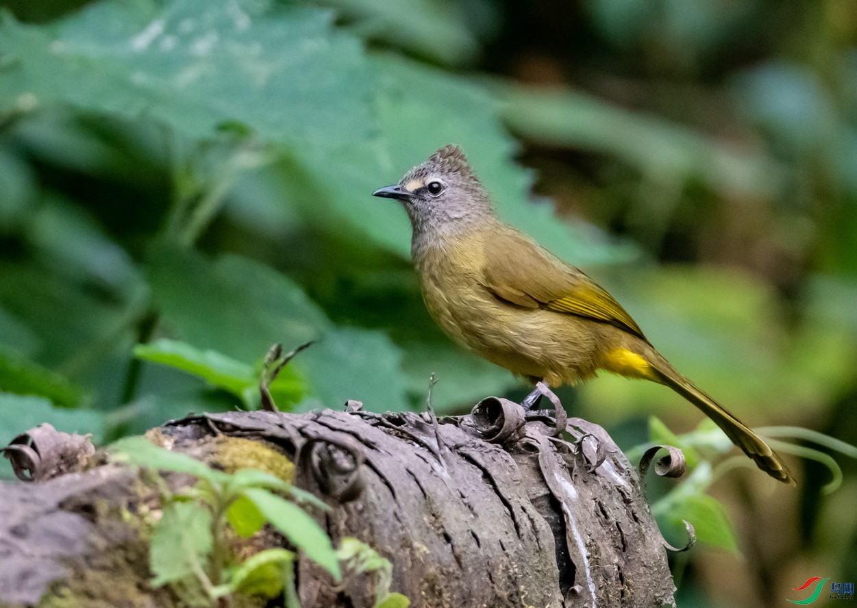 抓拍活跃的《黄绿鹎》