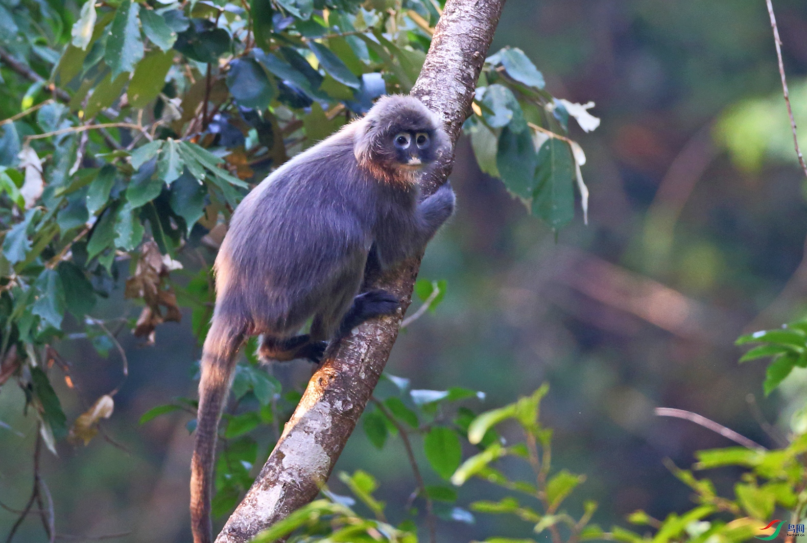 夕阳下的菲氏叶猴