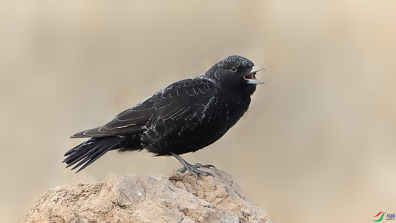 新疆特有的鸟种—《黑百灵》