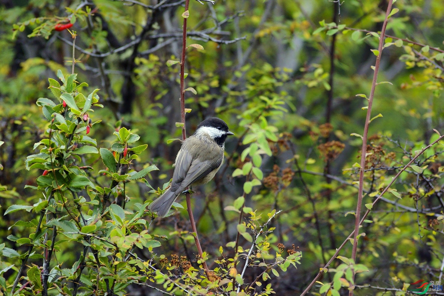 ~������~  ��ʦ�������Ĵ�ʡ���β��������ݿ�����500.jpg