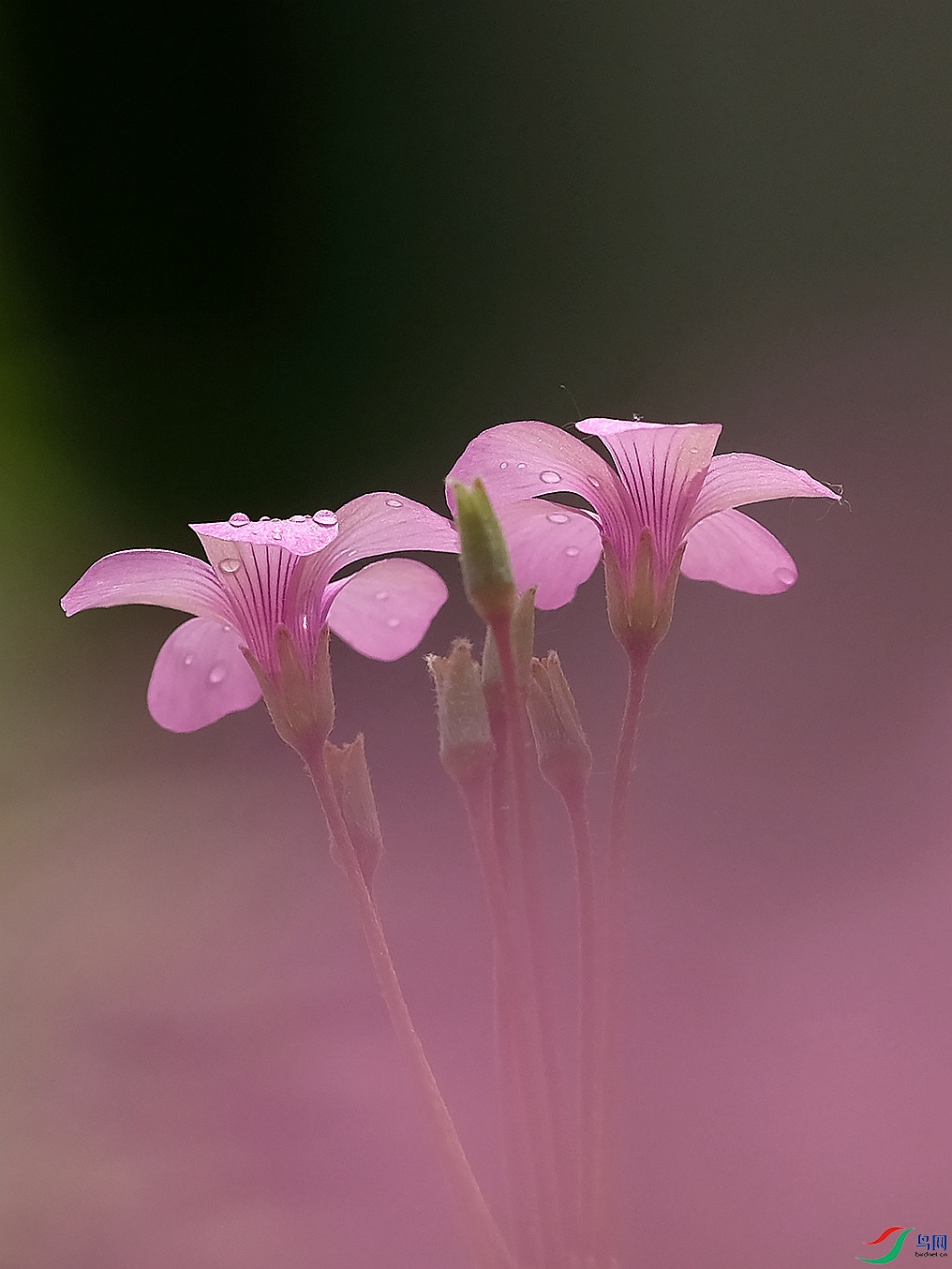 DSCF0305.JPG