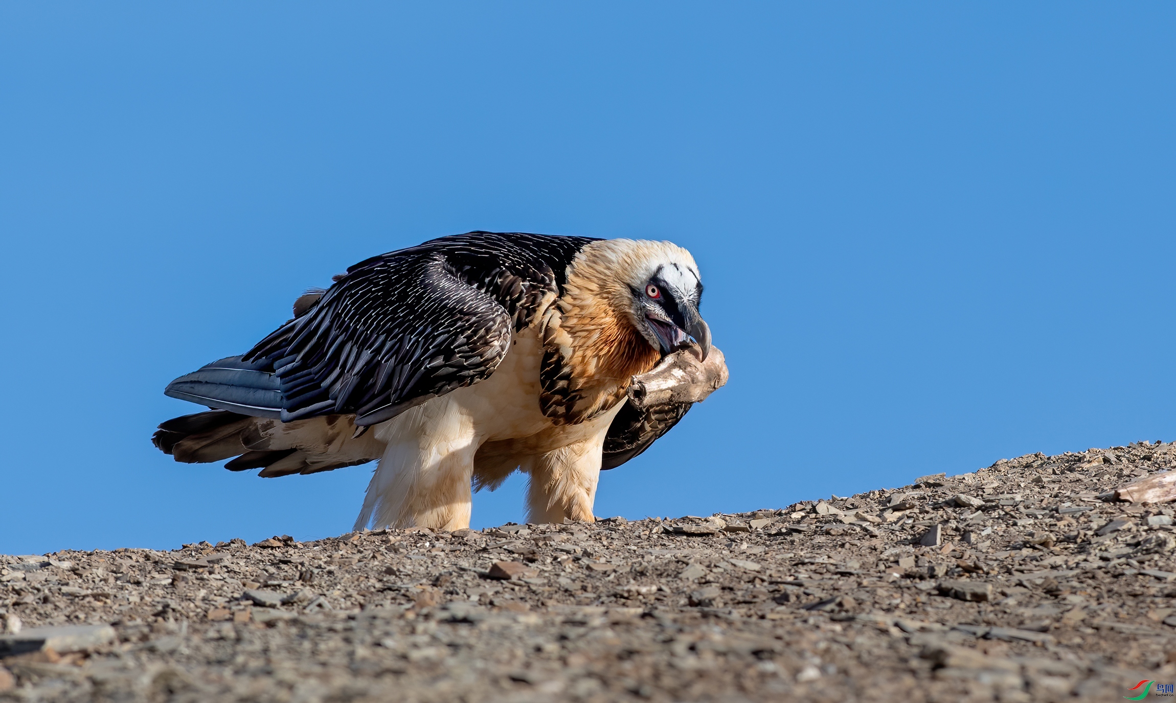 南非兀鹫图片