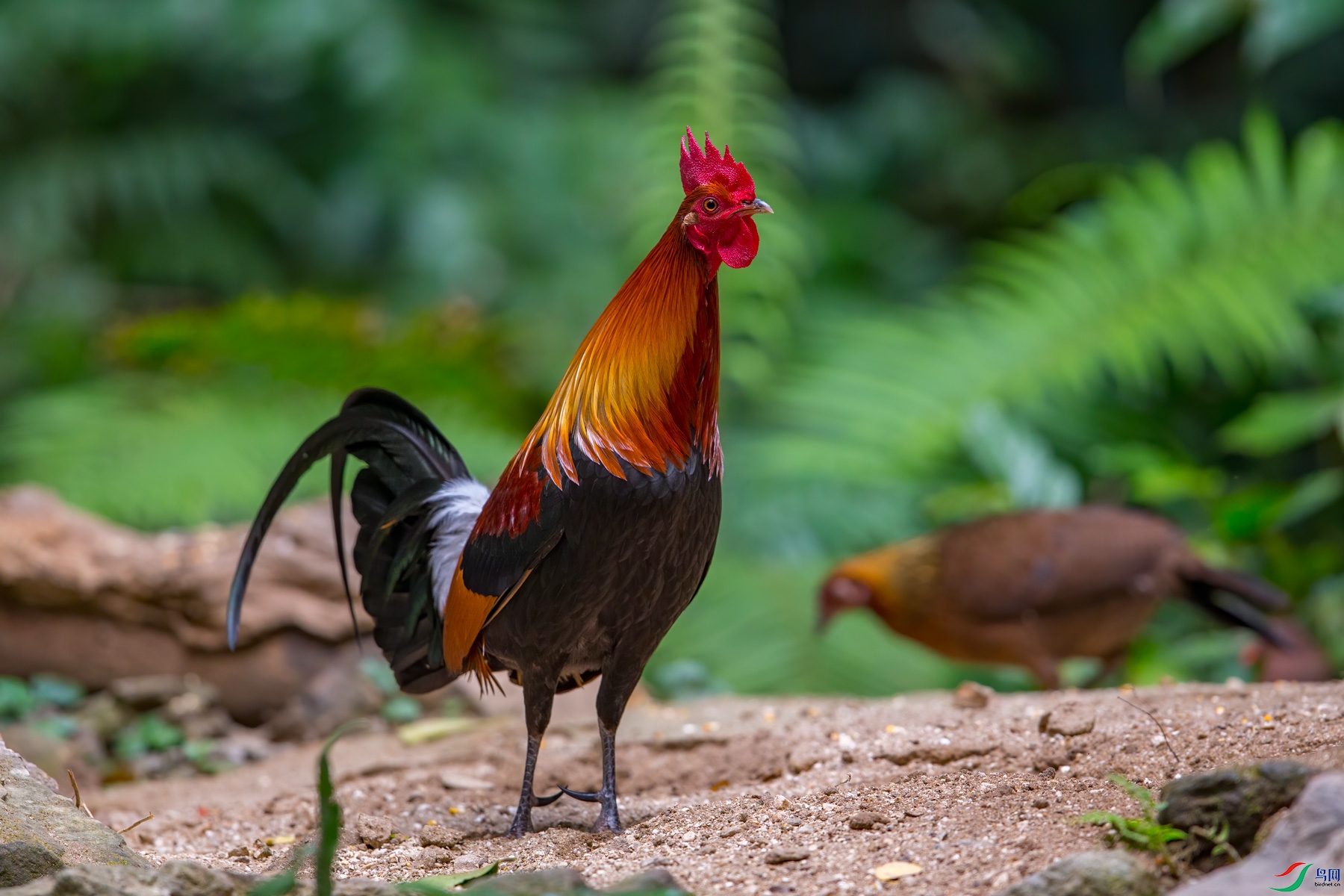 红原鸡