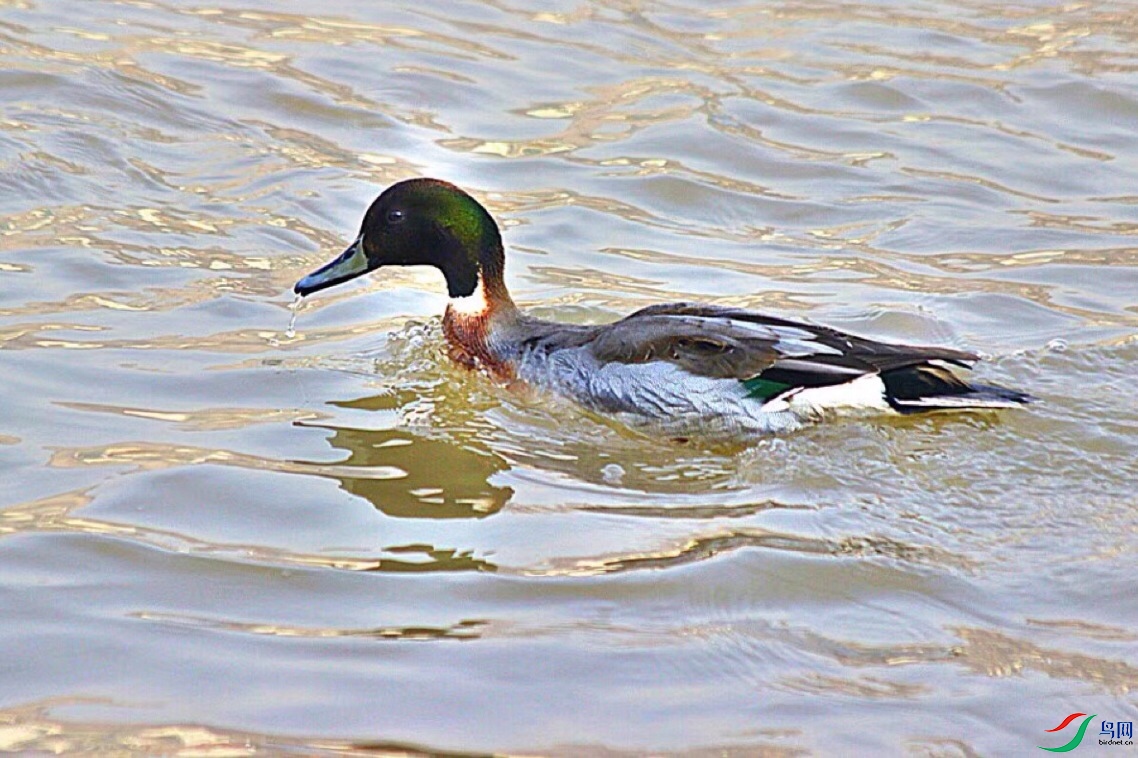 请问这是什么鸭