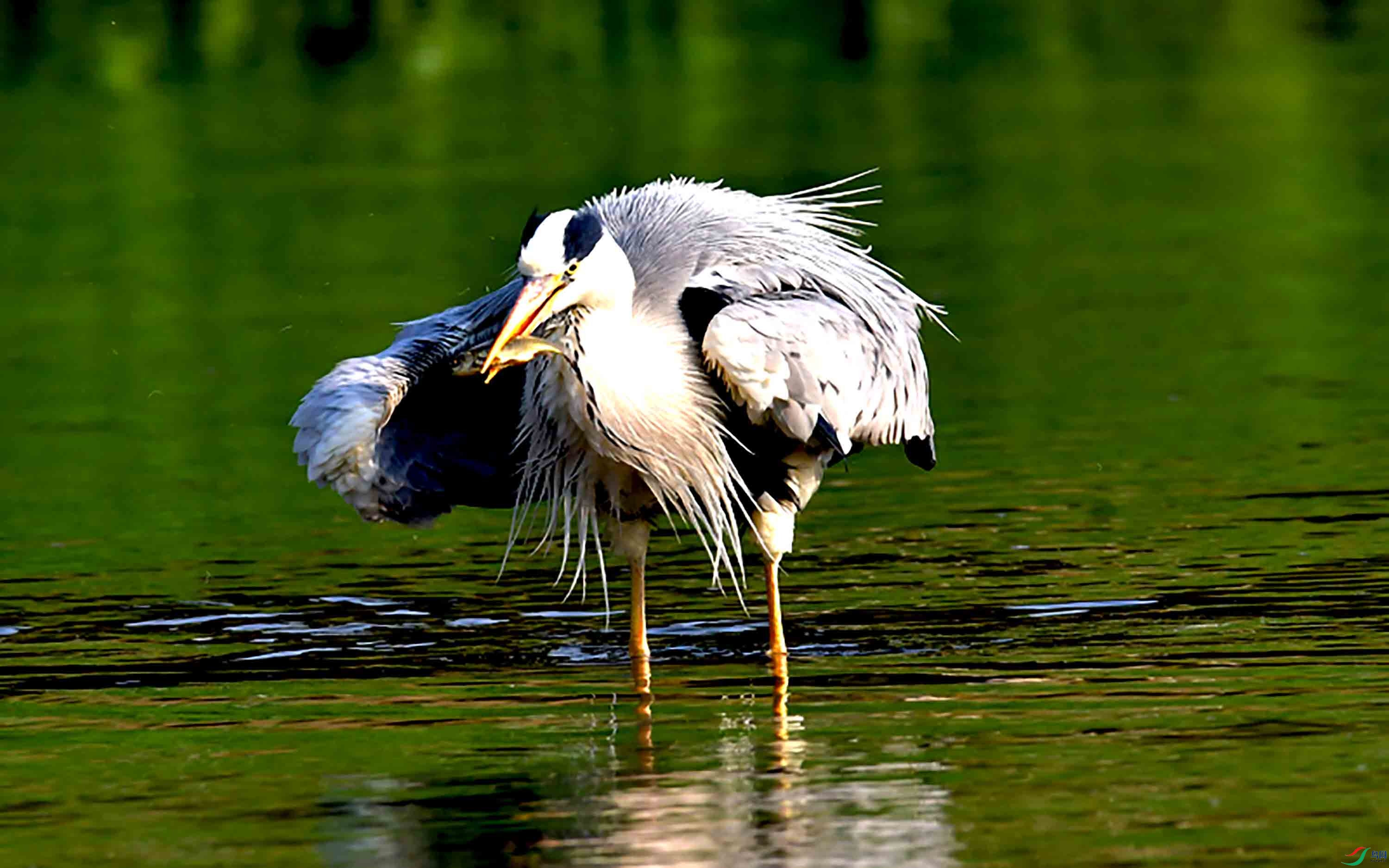 苍鹭吃小鱼摄于北京清河