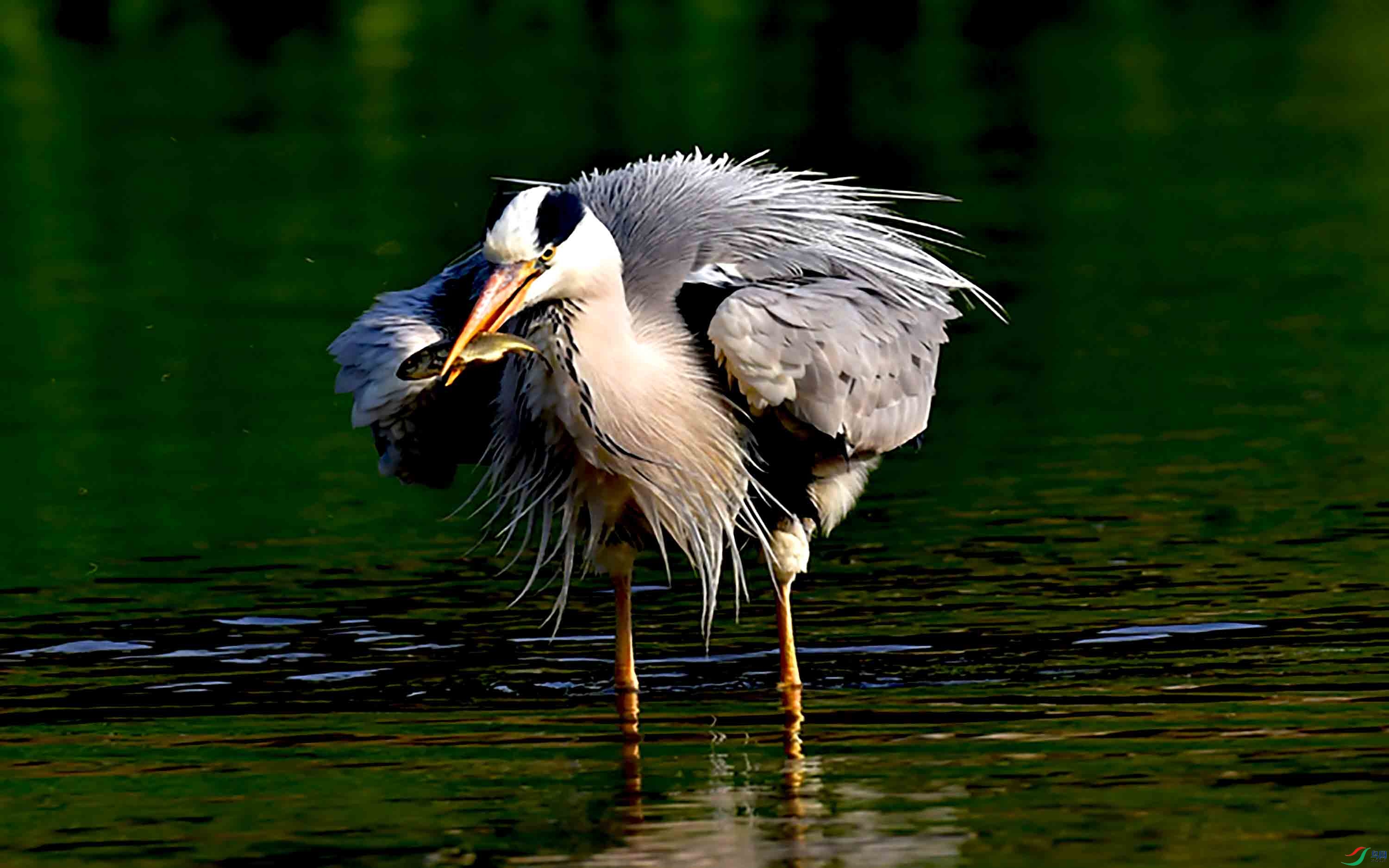 苍鹭吃小鱼摄于北京清河