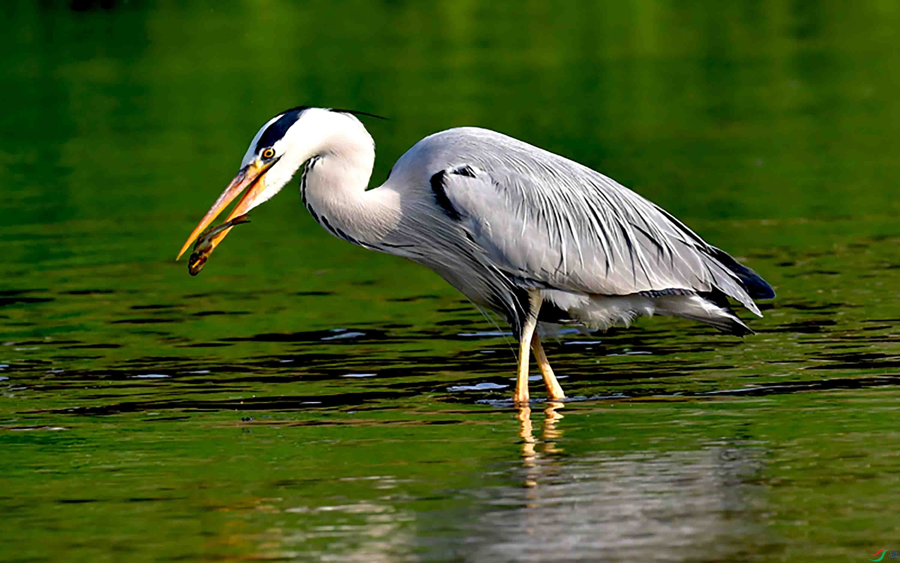 苍鹭吃小鱼摄于北京清河