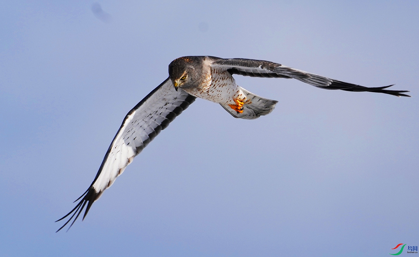 草场护神白腹鹞雄鸟