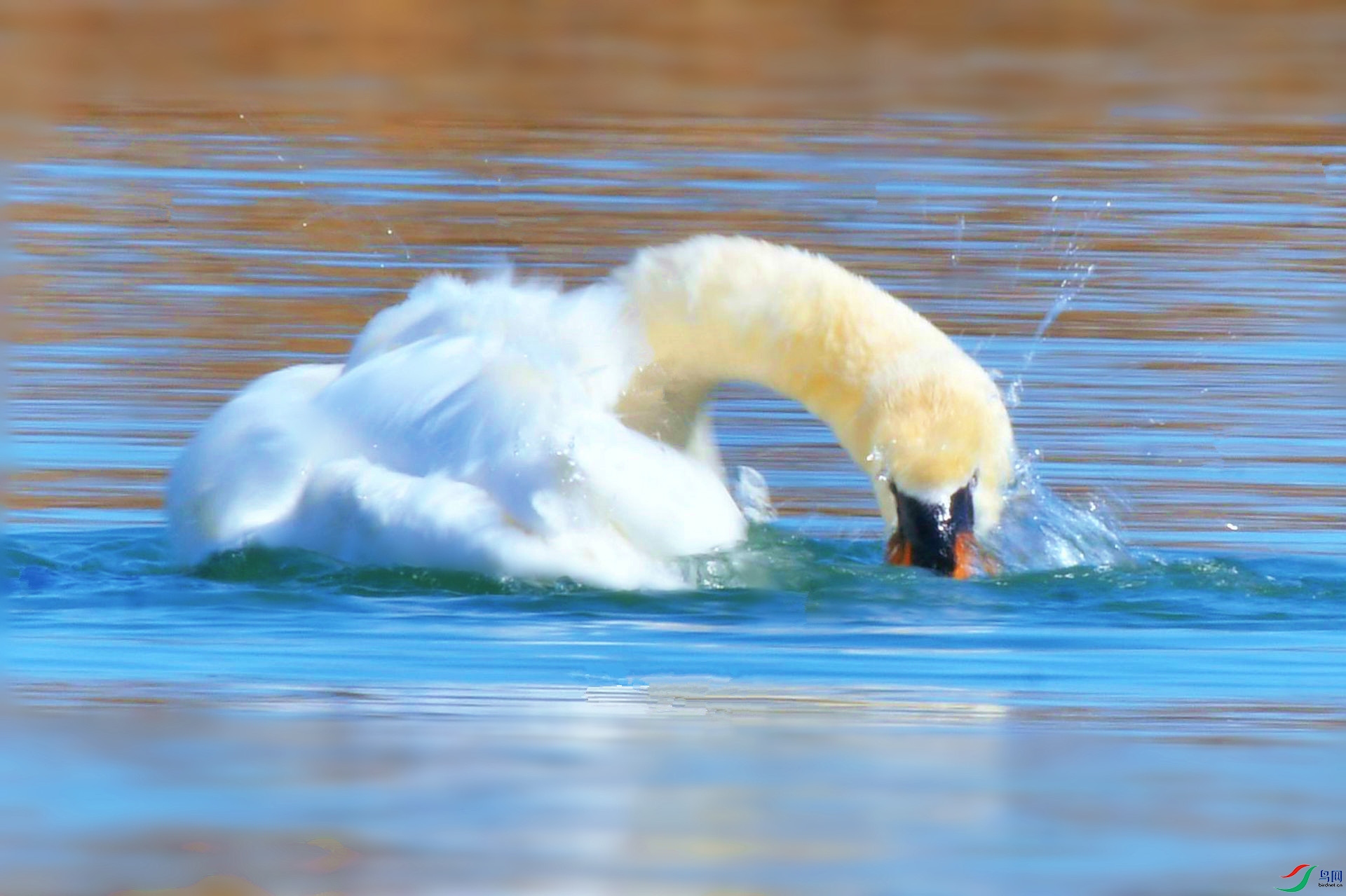 DSC_2334_����.jpg