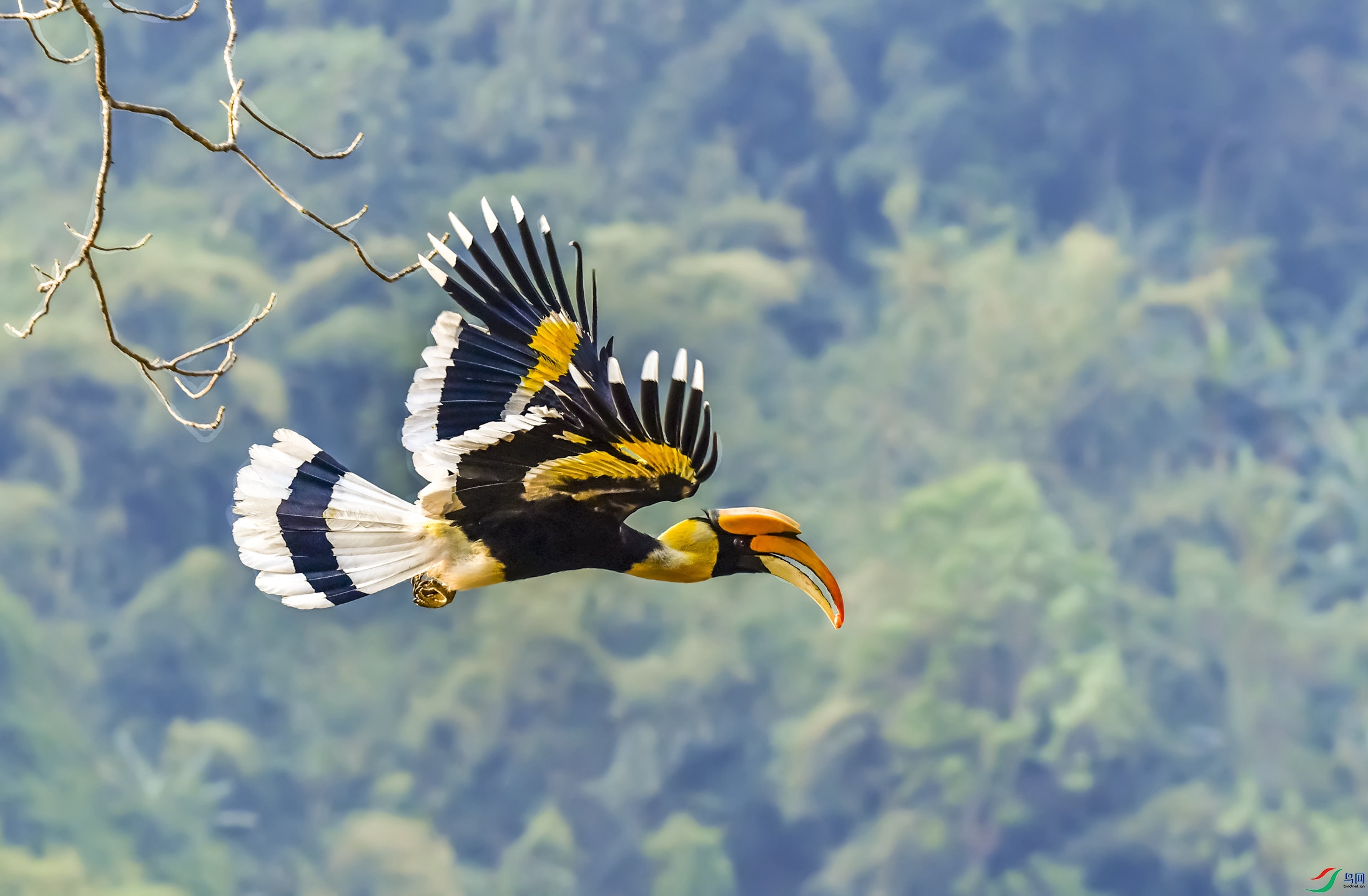 双角犀鸟祝贺老师荣获鸟网首页精华