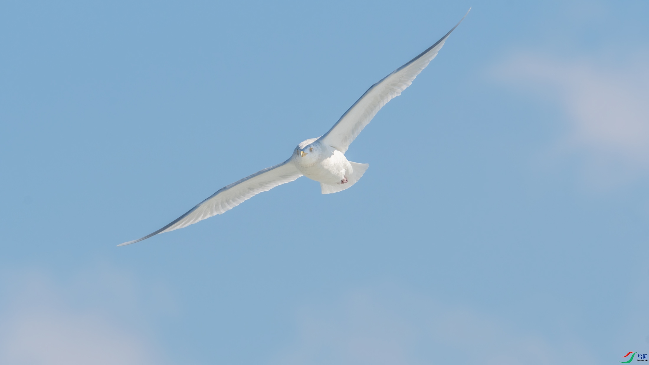 《翱翔的北极鸥》