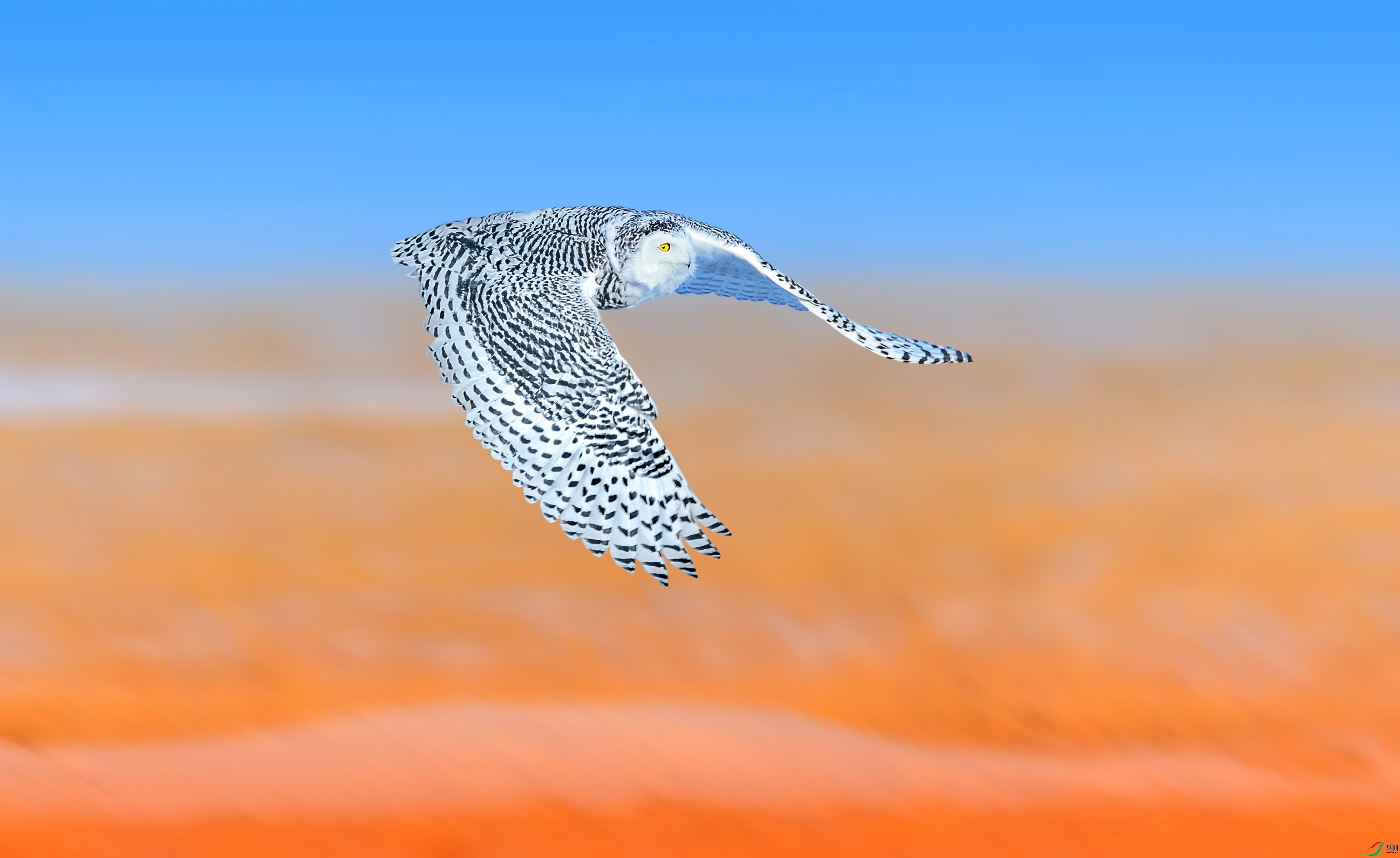 00031.jpg
