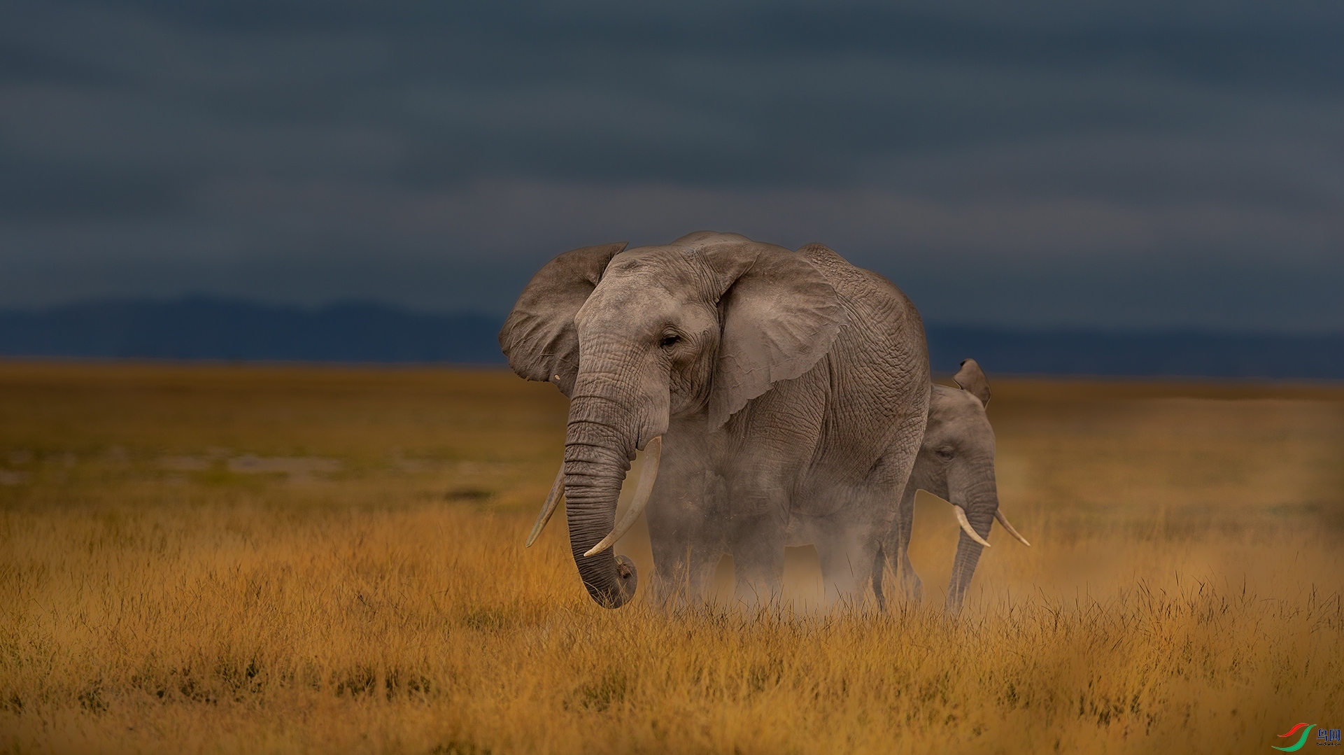 时光暖暖,温情脉脉-非洲大象 - 祝贺荣获野生动物版佳作!