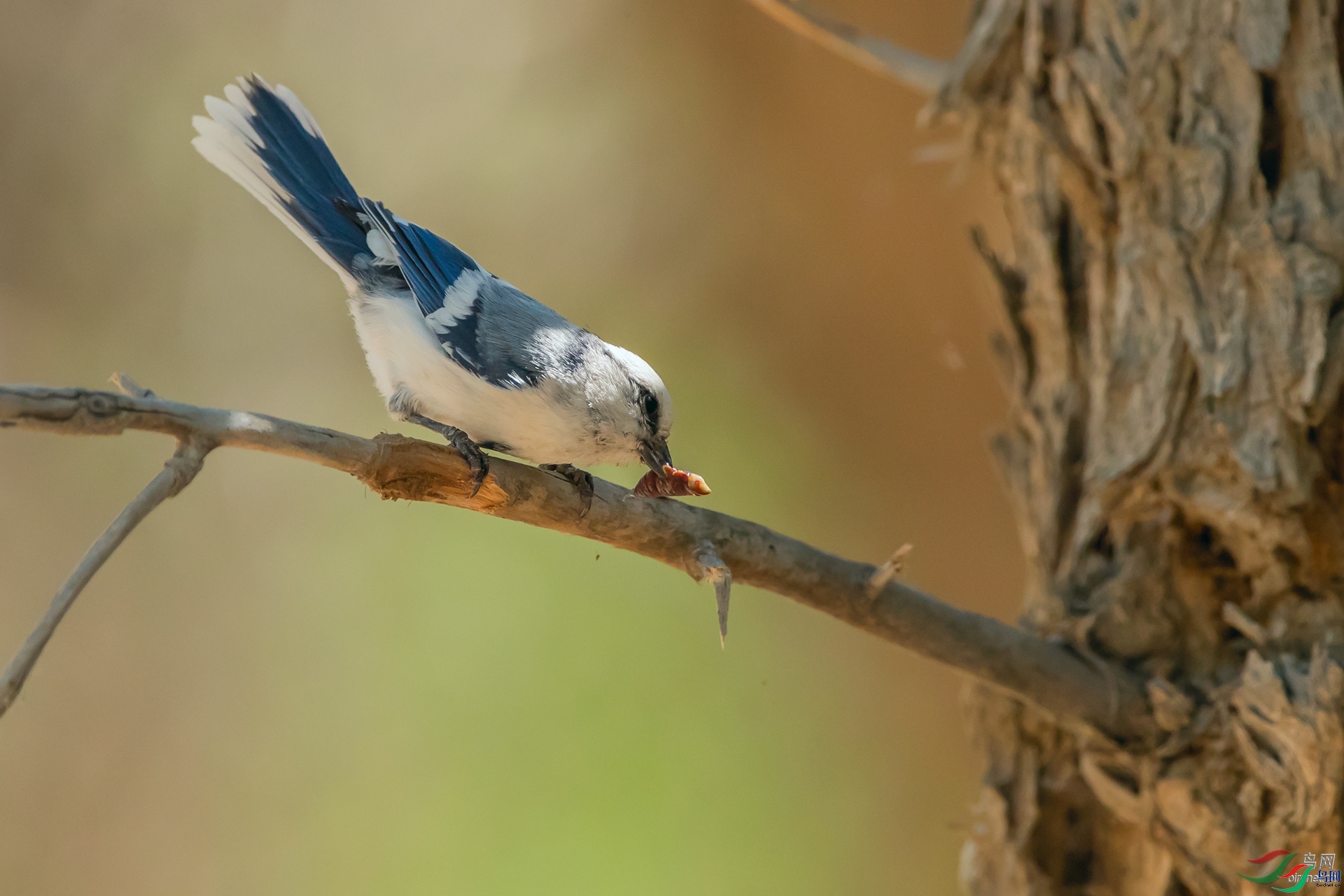 ��ͽ  ��ʦ��������.��.ά.��.��.������ʯ������.jpg