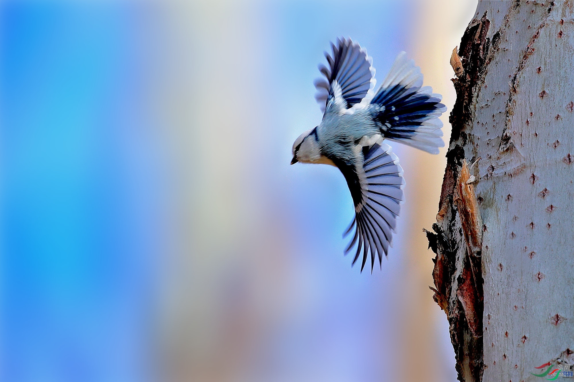 �½�����ӥ   ��ʦ��������.��.ά.��.��.���������������п���������.jpg