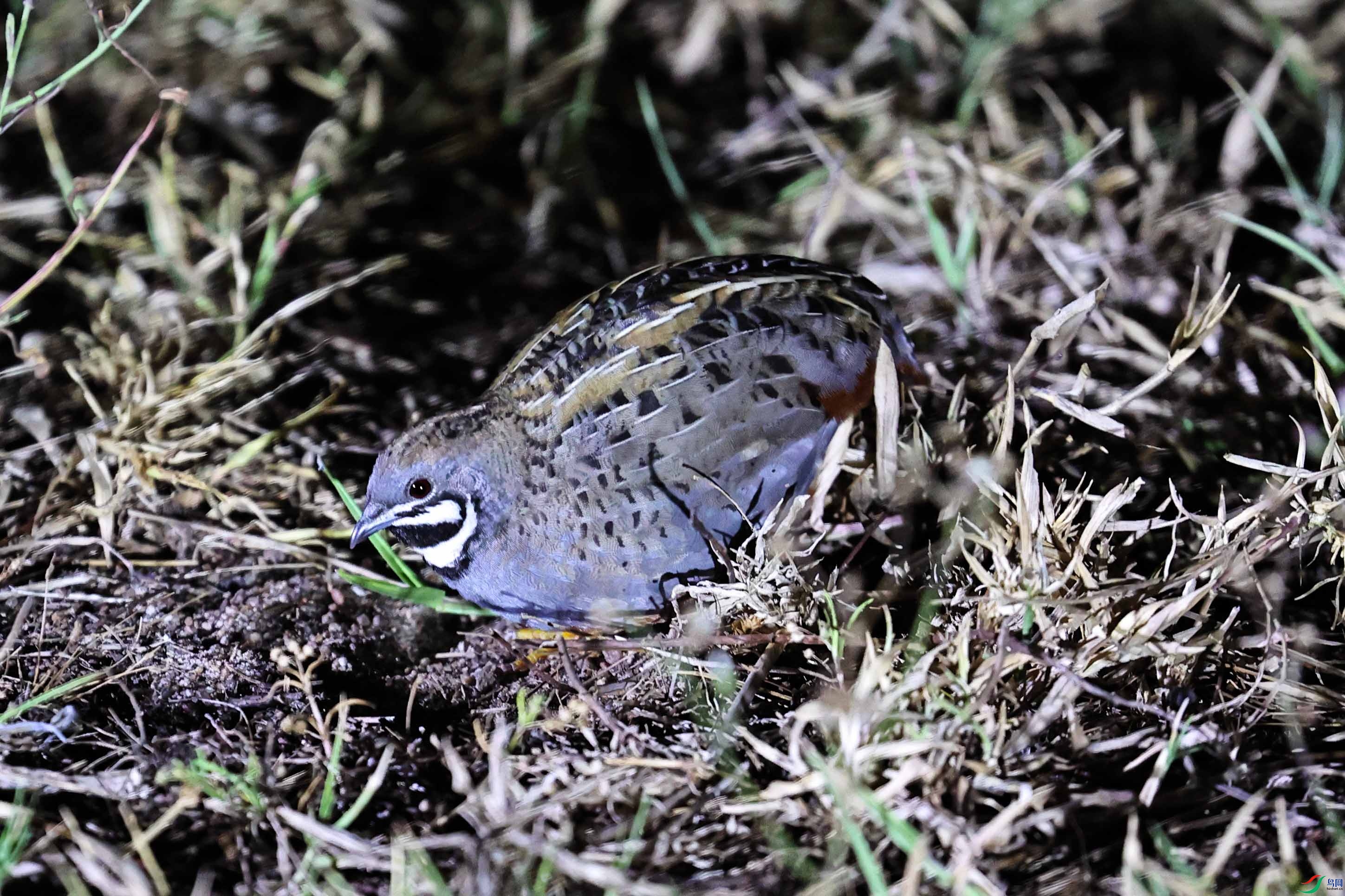 蓝胸鹑