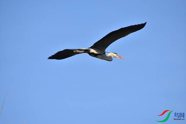1 (48).JPG