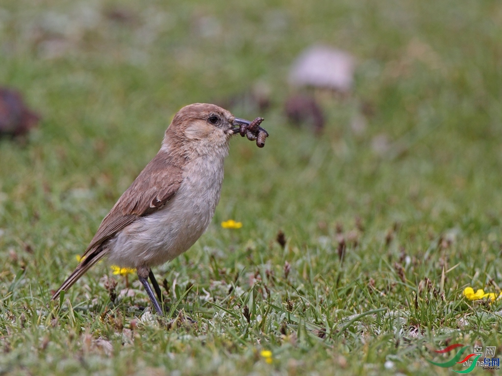 hwameiz  ��ʦ�������Ĵ�ʡ���β��������ݵ¸���.jpg