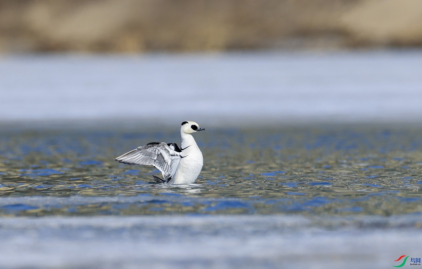 ��׼����