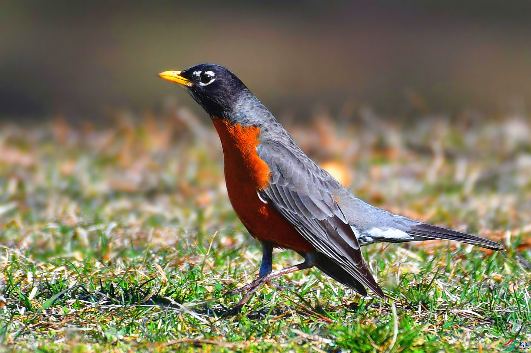 DSC_9253_���� - ����.jpg